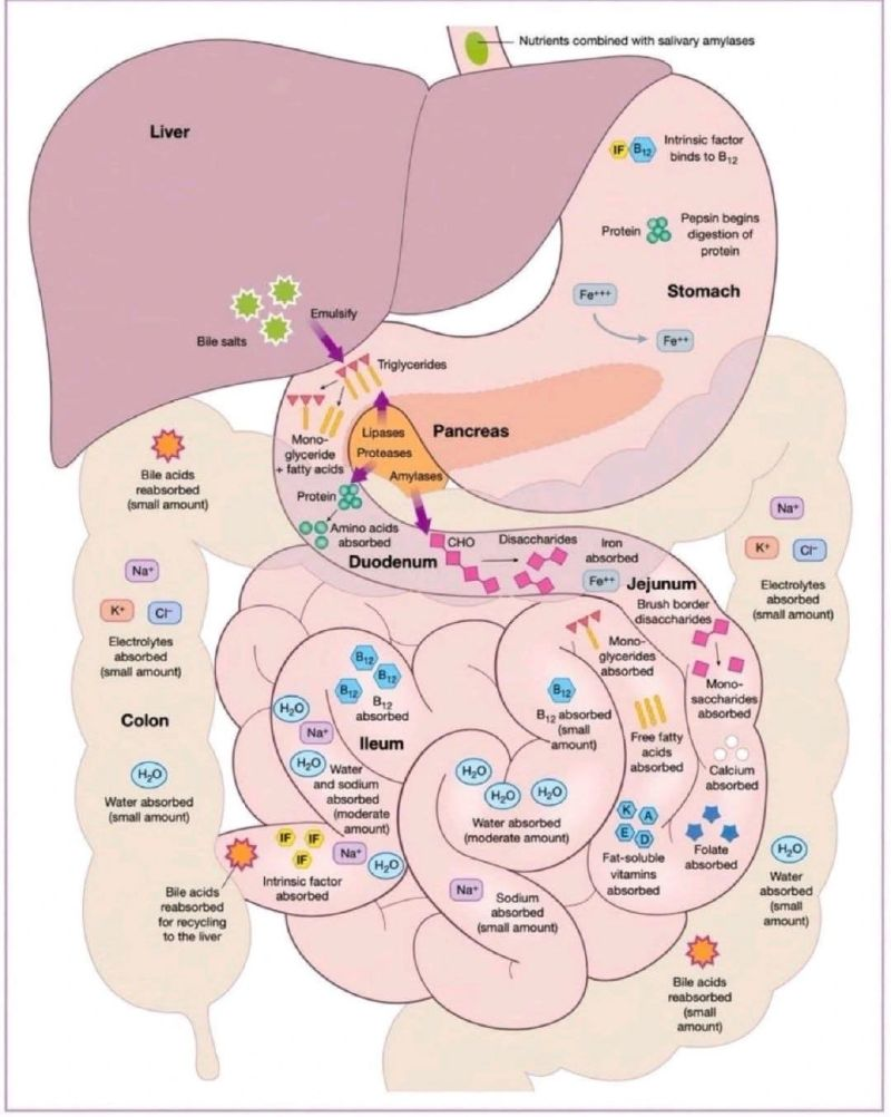 临床营养学的有关部分总结, image size:800x1002